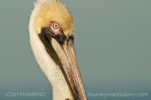 Josh Manring Photographer Decor Wall Art -  Florida Birds Everglades -174.jpg